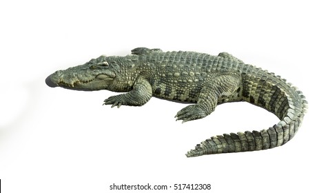 Crocodile Bite Animal Jaw Teeth Water Stock Photo 517412308 | Shutterstock