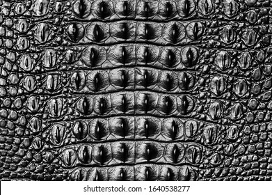 Crocodile bone skin texture background