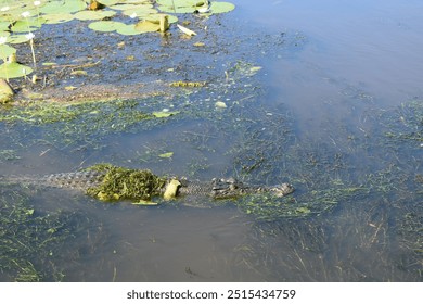 A crocodile camouflaged with algae swims quietly through a serene, marshy pond with lily pads. Perfect for wildlife or nature projects, showcasing the stealth and natural beauty of aquatic predators.
 - Powered by Shutterstock