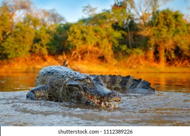 Crocodile catch fish in river water, evening light. Yacare Caiman, crocodile with open muzzle with big teeth, Pantanal, Bolivia. Detail wide angle portrait of danger reptile.