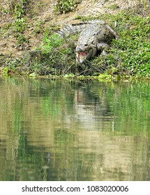 Crocodile at Chitwan National Park, along the Rapti river in Nepal