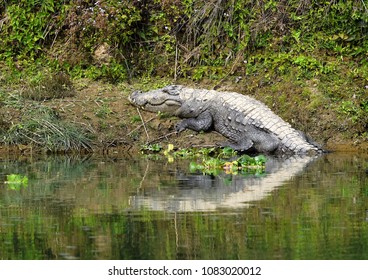 Crocodile at Chitwan National Park, along the Rapti river in Nepal