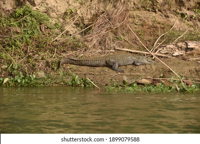 crocodile at chitwan national park nepal