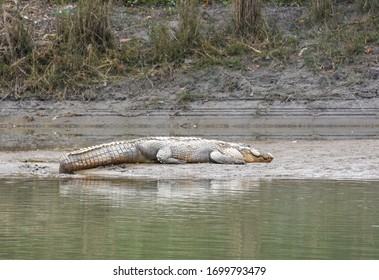 Crocodile at Chitwan national park on Nepal
