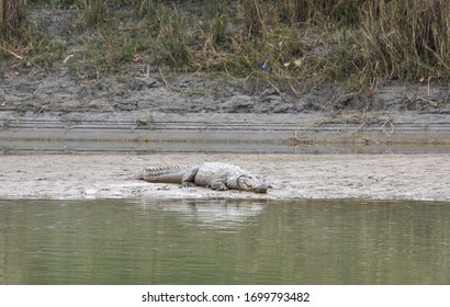 Crocodile at Chitwan national park on Nepal