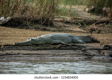 crocodile chitwan national park un Nepal 