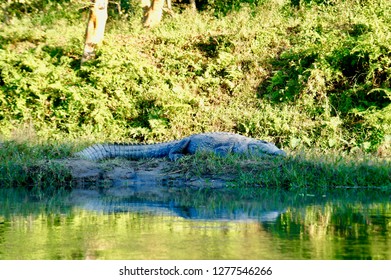 Crocodile in Chitwan in Nepal
