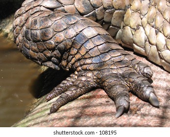 Crocodile Claw Stock Photo 108195 | Shutterstock