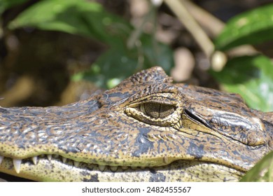 Crocodile close up view waiting for hunting. - Powered by Shutterstock