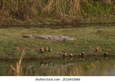 Crocodile with ducks sitting on riverside in Chitwan, Nepal