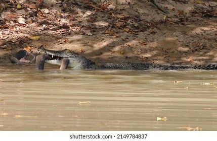 Crocodile Eating Python Darwin NT