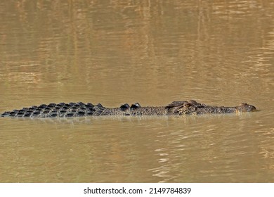 Crocodile Eating Python Darwin NT