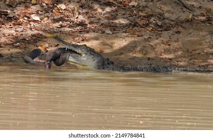 Crocodile Eating Python Darwin NT