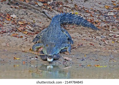 Crocodile Eating Python Darwin NT