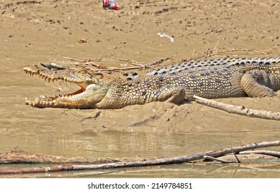 Crocodile Eating Python Darwin NT