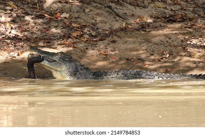 Crocodile Eating Python Darwin NT