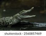 crocodile, estuarine crocodile, an estuarine crocodile whose mouth is gaping