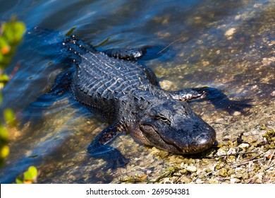 Crocodile In The Everglades National Park