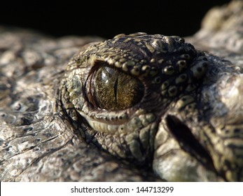 Crocodile Eye