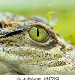 Crocodile Eye 