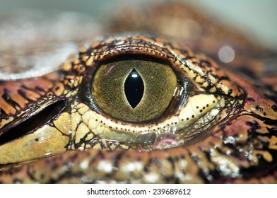 Crocodile Eye