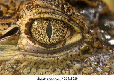 Crocodile Eye