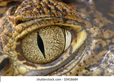 Crocodile Eye