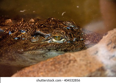 Crocodile eye