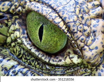 Crocodile Eye Up Close.