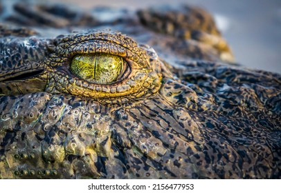 Crocodile eye up closeup. Macro scene of crocodile eye. Crocodile eye - Shutterstock ID 2156477953
