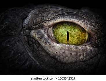 Crocodile eye. Scary eye of a crocodile. Green eye close up. - Powered by Shutterstock