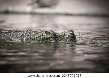 Crocodile eyes in the deep water. He has hungry in his eye.