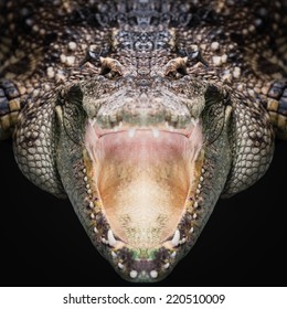 Crocodile Face Close Up