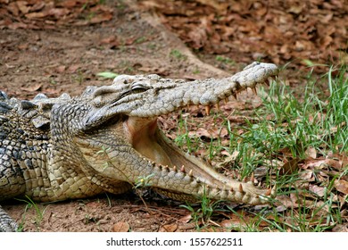 Crocodile Farm In Darwin. Australia.