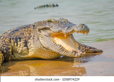 Crocodile in the farm is eating fresh food