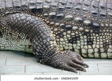 Crocodile Feet Skin Texture Stock Photo 1460641439 | Shutterstock