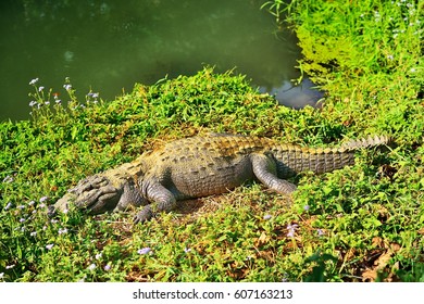 Crocodile. Feshwater crocodile on a river bank. Chitwan National Park. Nepal