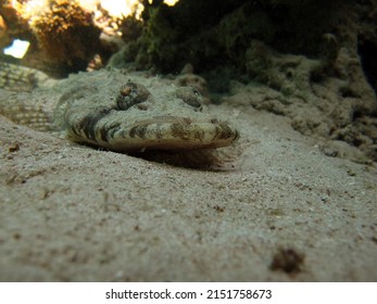 Crocodile fish, fish bone type fish Osteichthyes Flathead (Platycephalidae). Crocodile fish, tentacle flatheads.
