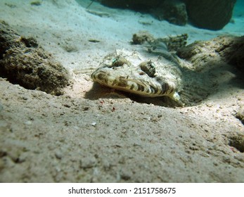 Crocodile fish, fish bone type fish Osteichthyes Flathead (Platycephalidae). Crocodile fish, tentacle flatheads.