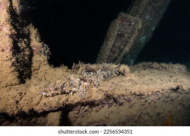 Crocodile Fish camouflaged inside a shipwreck underwater - Shutterstock ID 2256534351