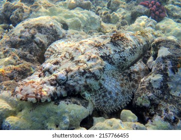 Crocodile Fish - Cociella Crocodila - Flathead - Red Sea 