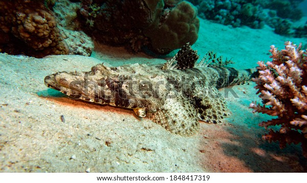 Crocodile fish, one of the rare fish of the red\
sea. The body shape is identical to that of a crocodile. Red sea,\
live aquarium.