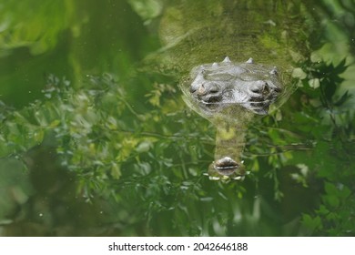 Crocodile Floating In Swamp Water Ambush Predator