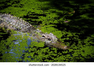 Crocodile floating in water full of aquatic plants.