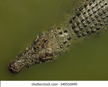 Crocodile. Freshwater crocodile on river and river bank Siamese crocodile (Crocodylus siamensis)