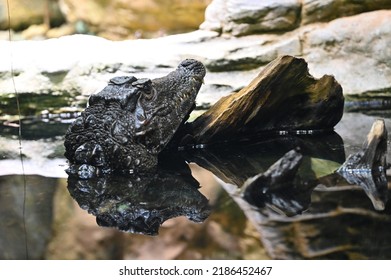 Crocodile Froze In Anticipation Of Food