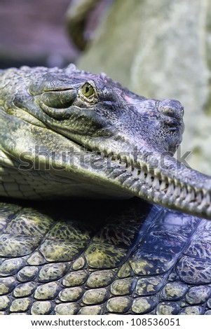 crocodile gavials