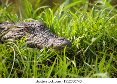 Crocodile in the grass of Chitwan National Park