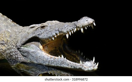 Crocodile Head