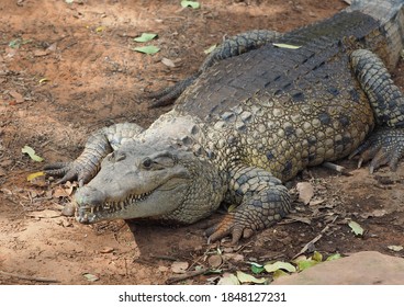 2,170 Crocodile leg Images, Stock Photos & Vectors | Shutterstock